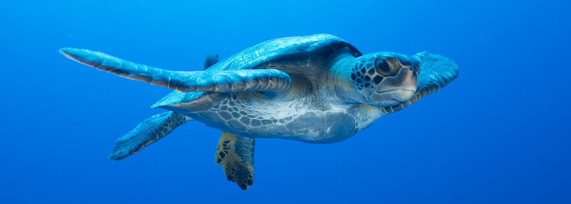 The Azul Ocean