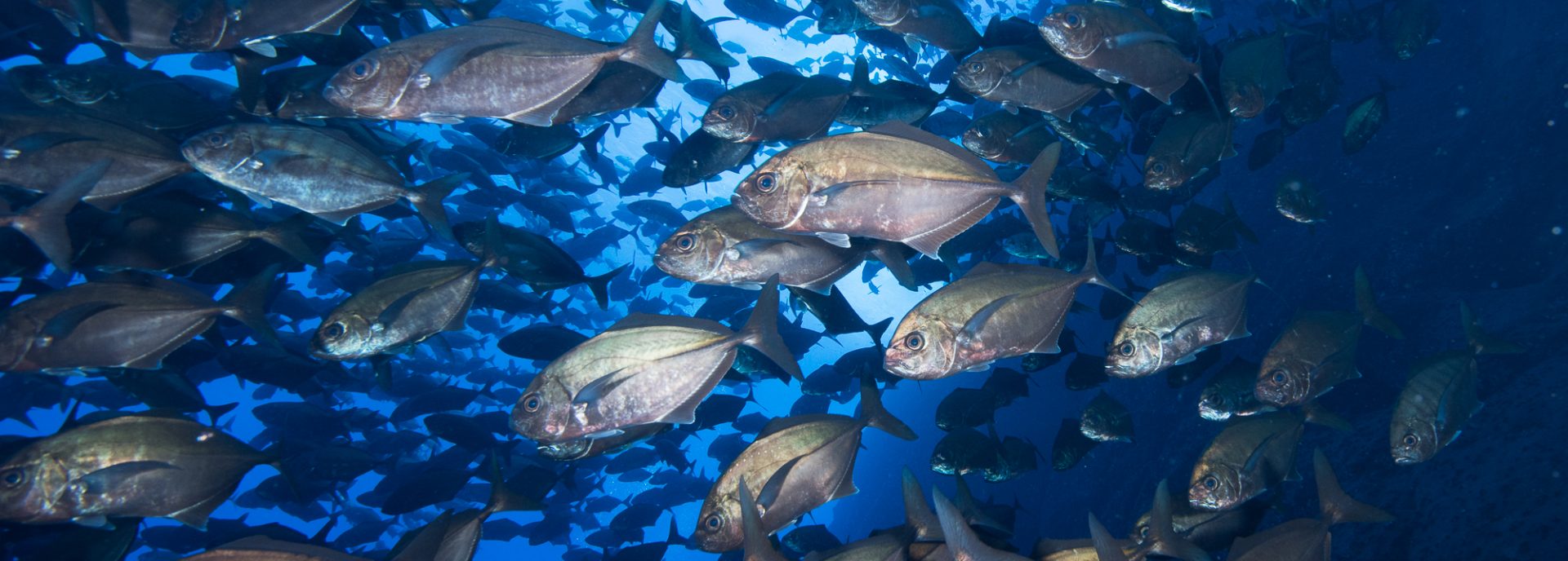 The Azul Ocean