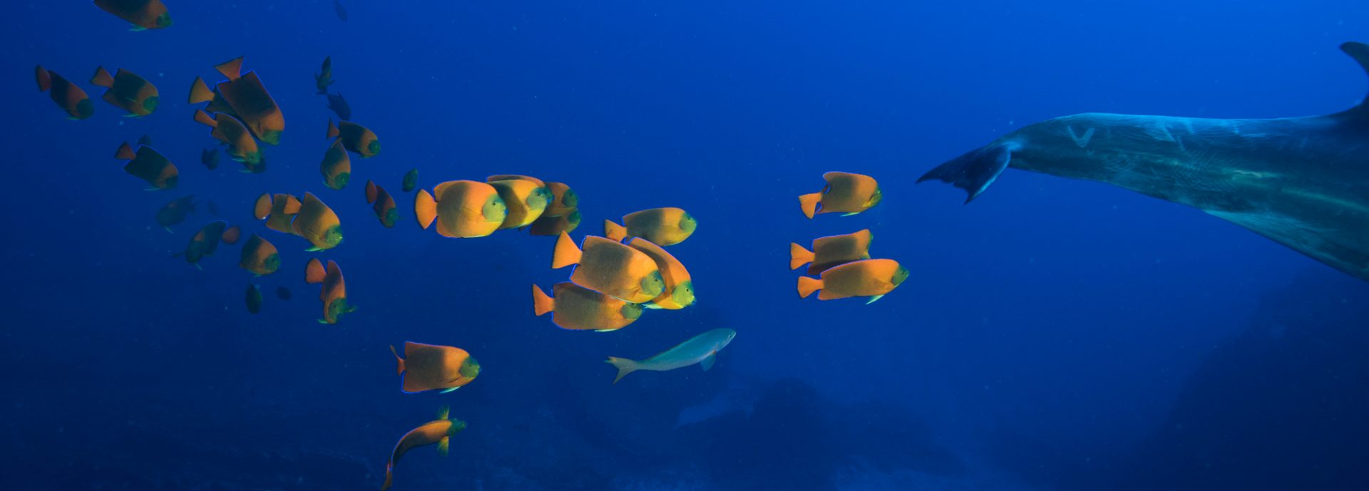 The Azul Ocean